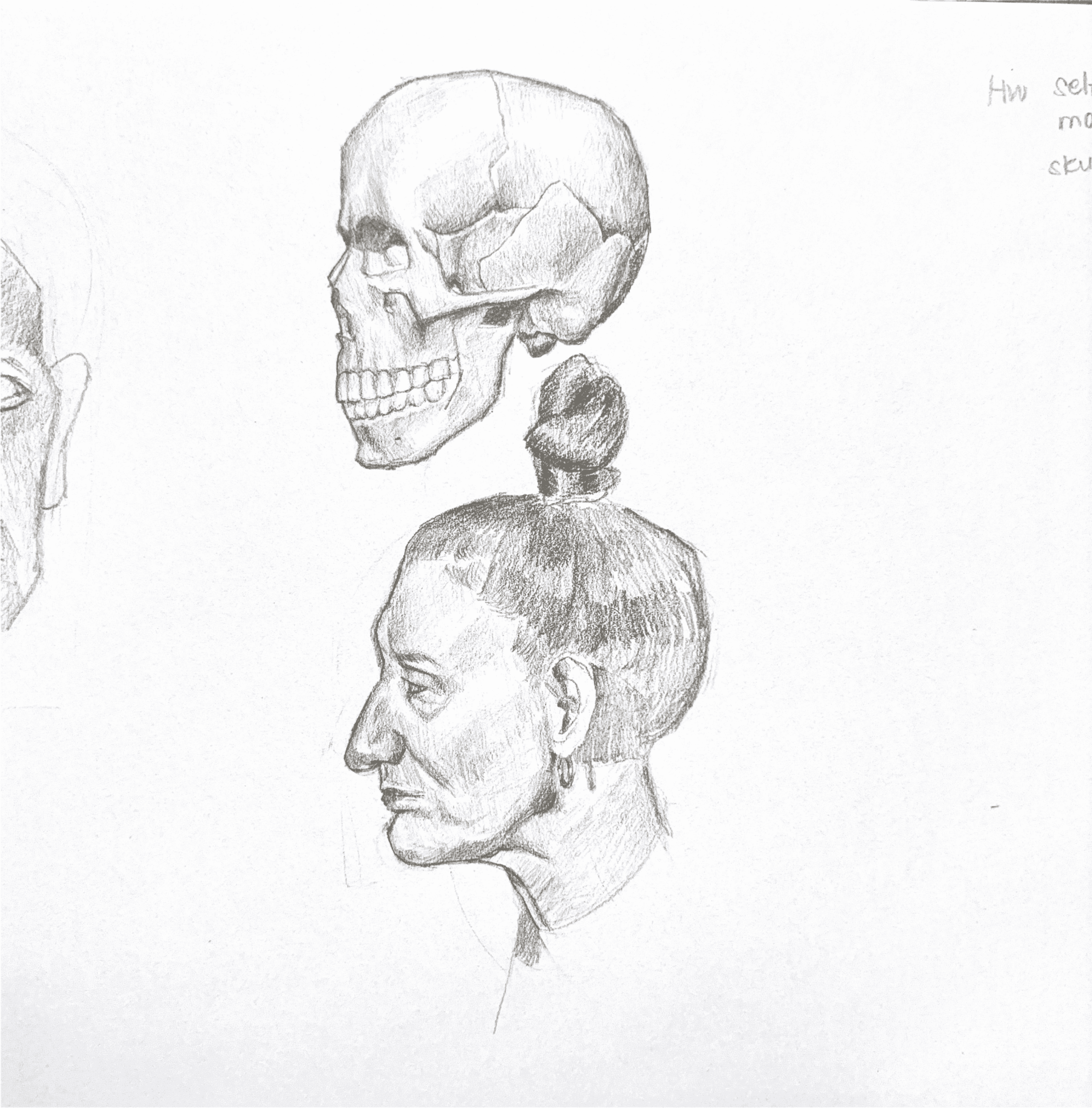 Side Skull Illustration