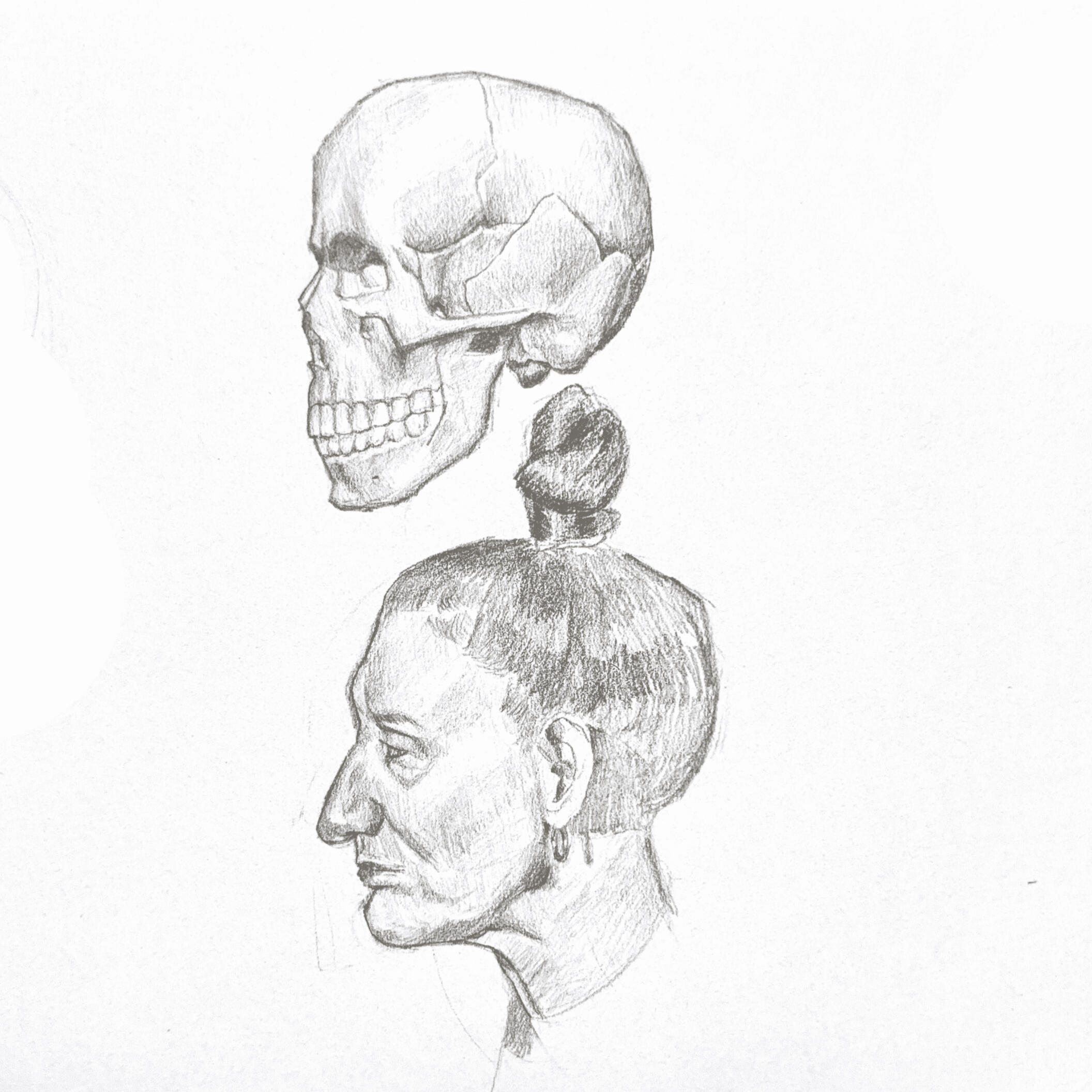 Skull Study